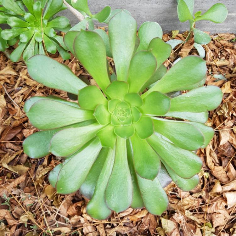 plant image 466062 plant image 466062