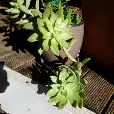 Sedum 'Pat's Pink' syn. Sedeveria 'Pat's Pink', Sedum 'Pam's Pink'