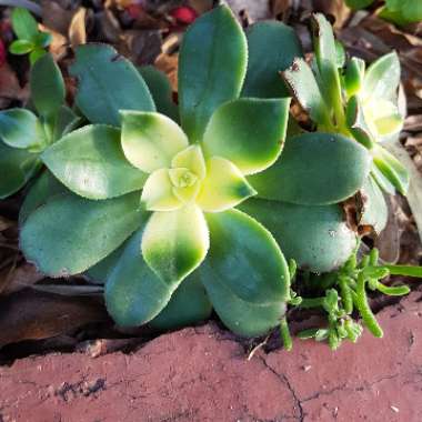 Aeonium Haworthii Dreamcolour