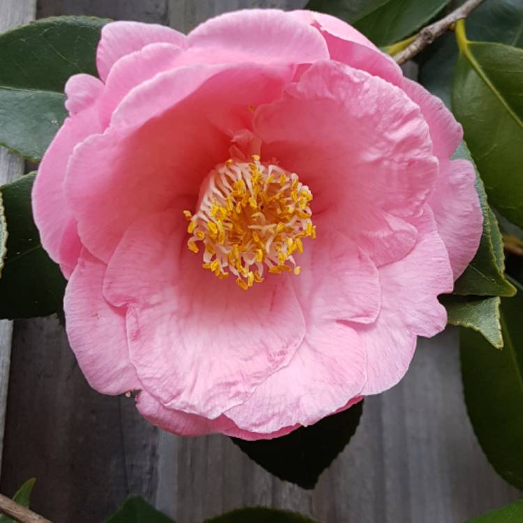Plant image Camellia japonica 'April Remembered'