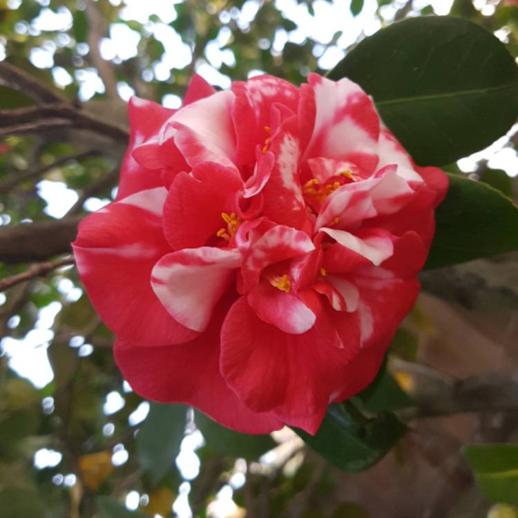 plant image 503601