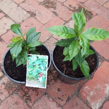Coffea Arabica