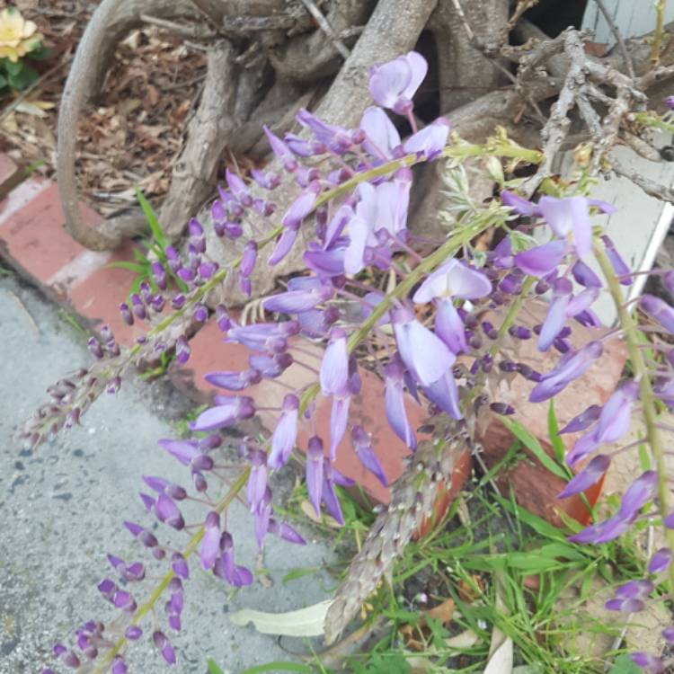 plant image 550774 plant image 550774