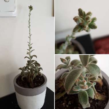 Kalanchoe tomentosa