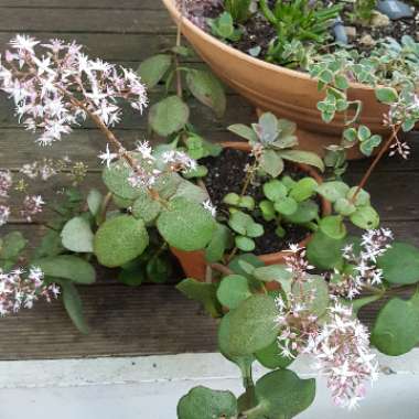 Crassula multicava