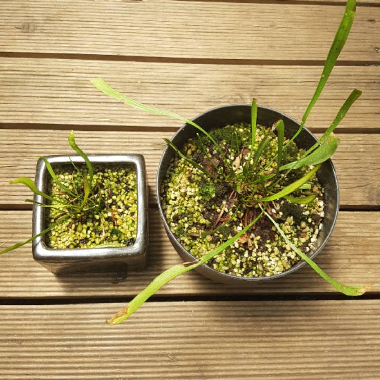 plant image 598332