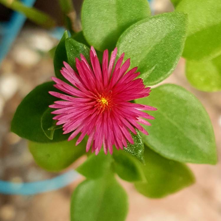 plant image 605610 plant image 605610
