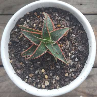 Aloe 'Christmas Carol'
