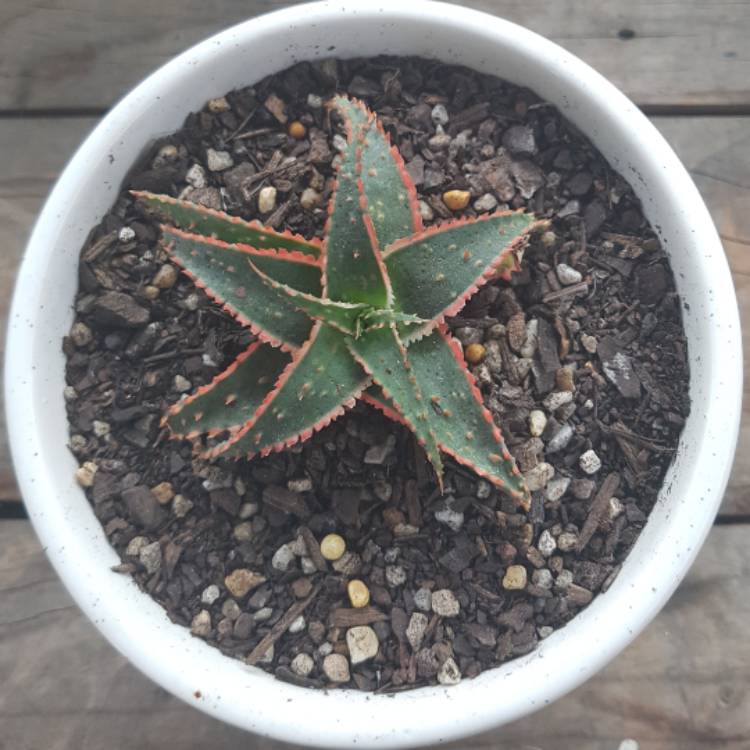 plant image 608356