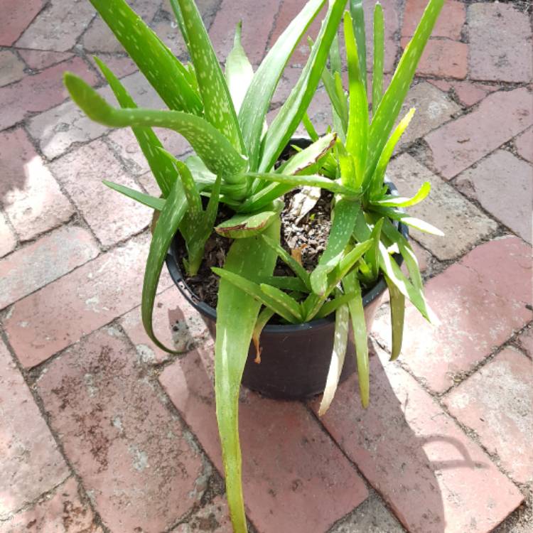 plant image 608739 plant image 608739