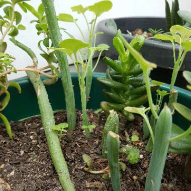 Senecio articulatus