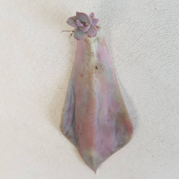 Plant image Graptopetalum Purple Haze