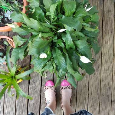 Spathiphyllum wallisii