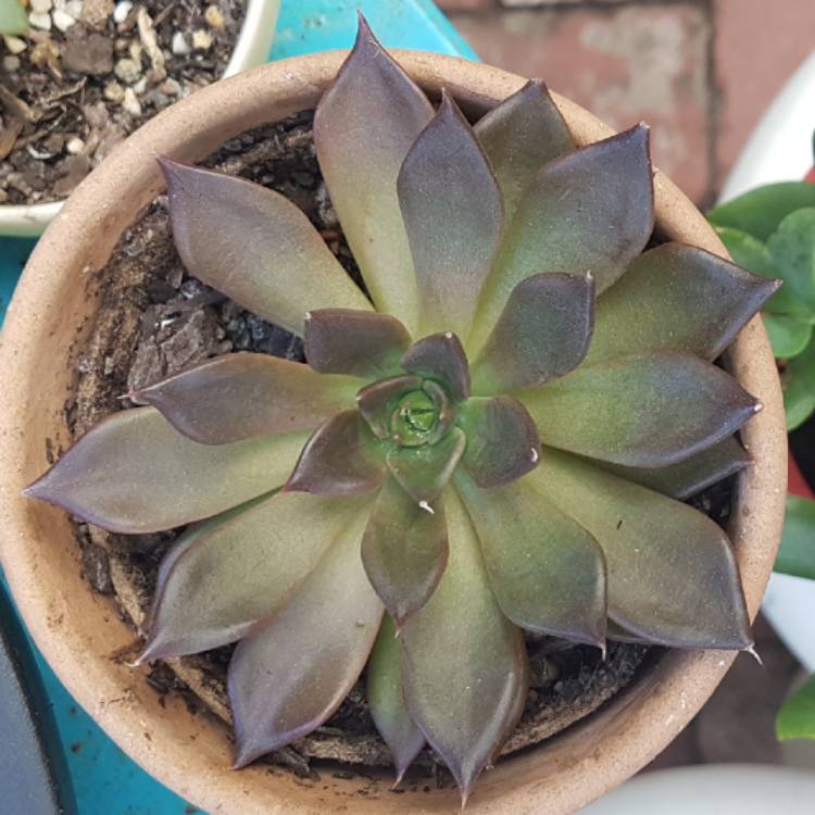 plant image 633754 plant image 633754