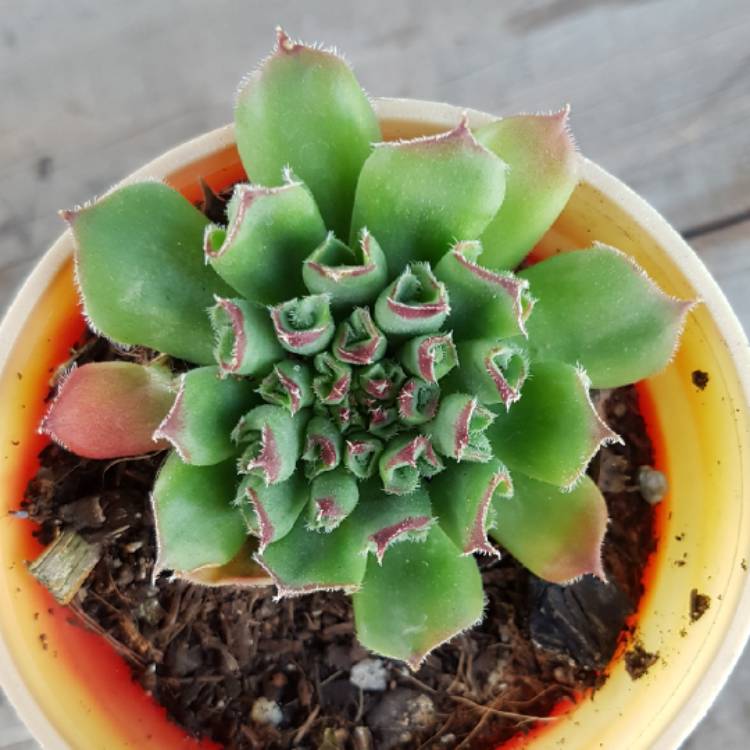 plant image 642731