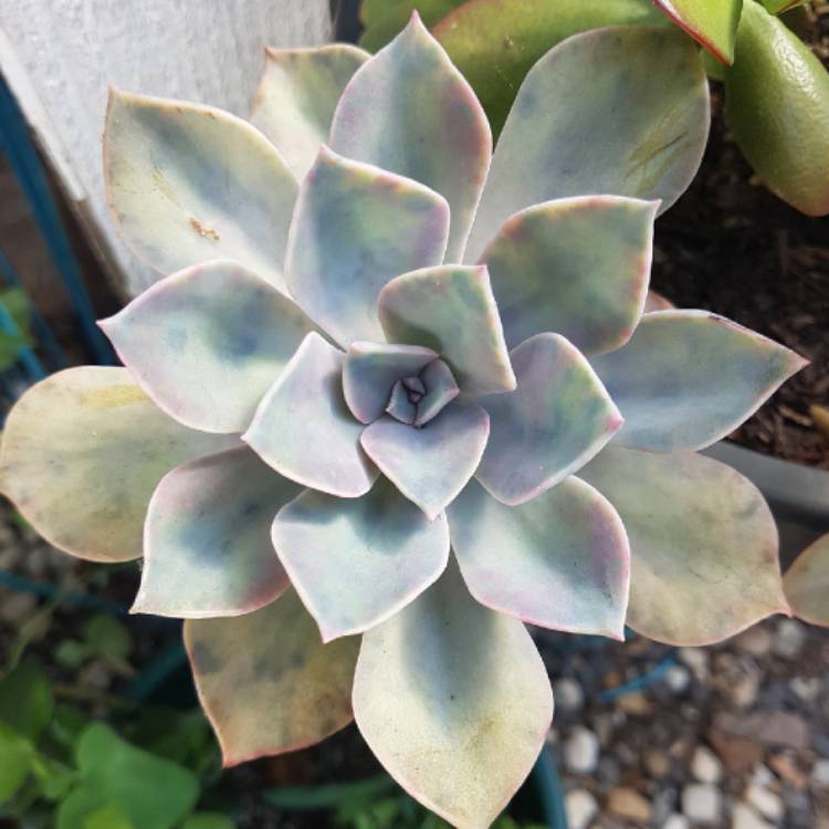 Plant image Graptopetalum Purple Haze