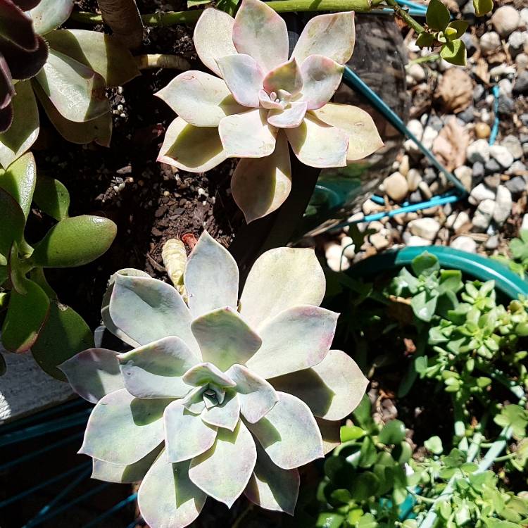 Plant image Graptopetalum Purple Haze