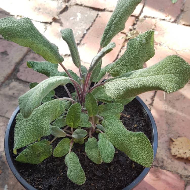 plant image 685545
