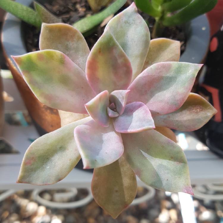 plant image 685549