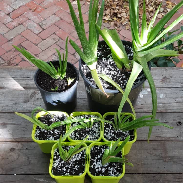 plant image 685655 plant image 685655