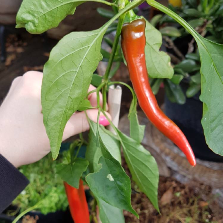plant image 700840