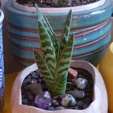 Aloe 'Partridge Breast'