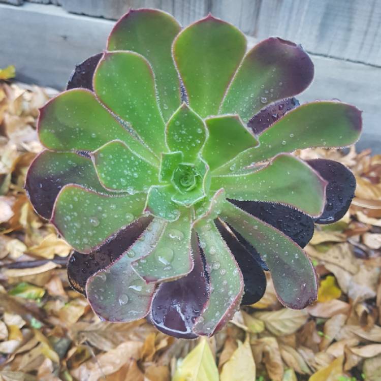 plant image 723905 plant image 723905