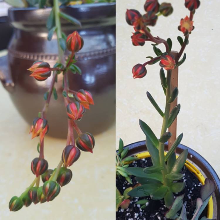 plant image 808793 plant image 808793