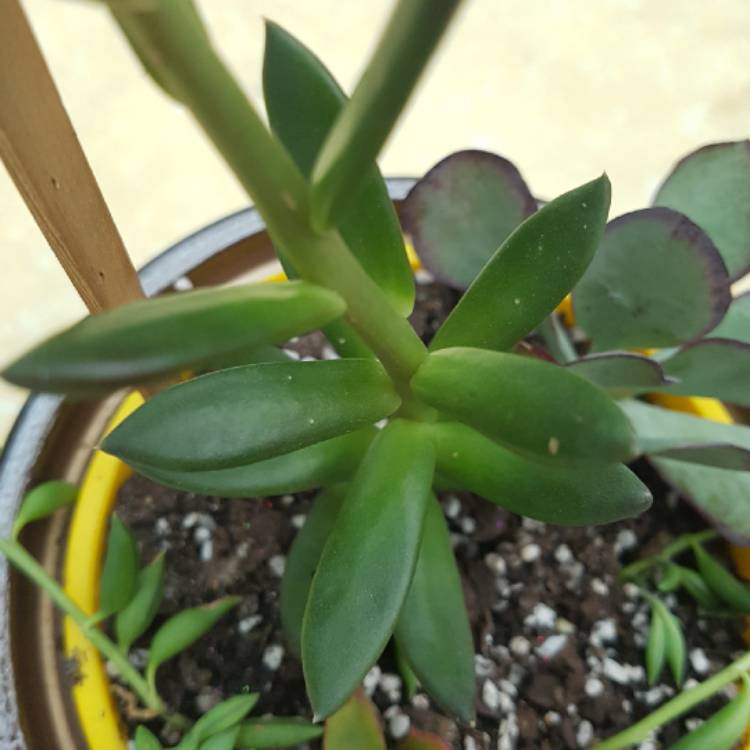 plant image 810969 plant image 810969