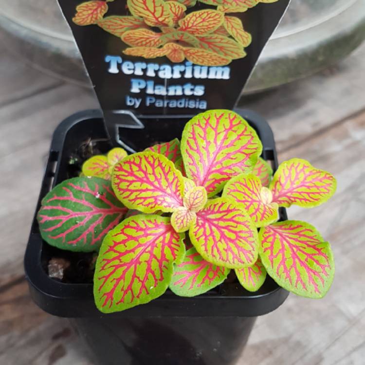 Plant image Fittonia hybrid 'Jade'