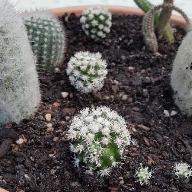 Mammillaria Vetula ssp. Gracillis