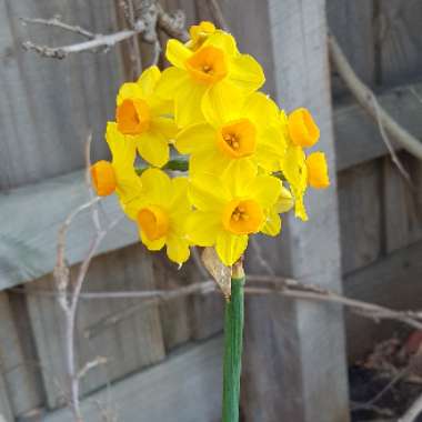 Narcissus