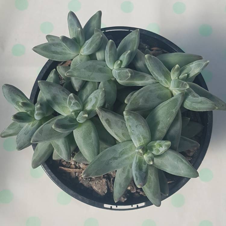 plant image 841344 plant image 841344