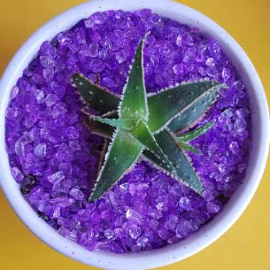 Aloe 'Christmas Carol'