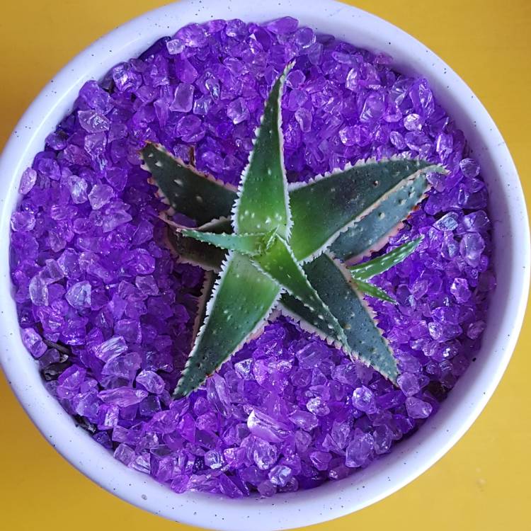 plant image 845204