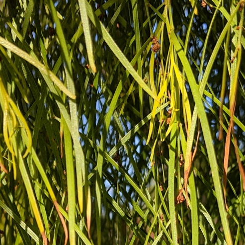 plant image 902858