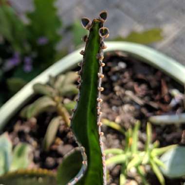 Kalanchoe daigremontiana syn. Bryophyllum daigremontianum