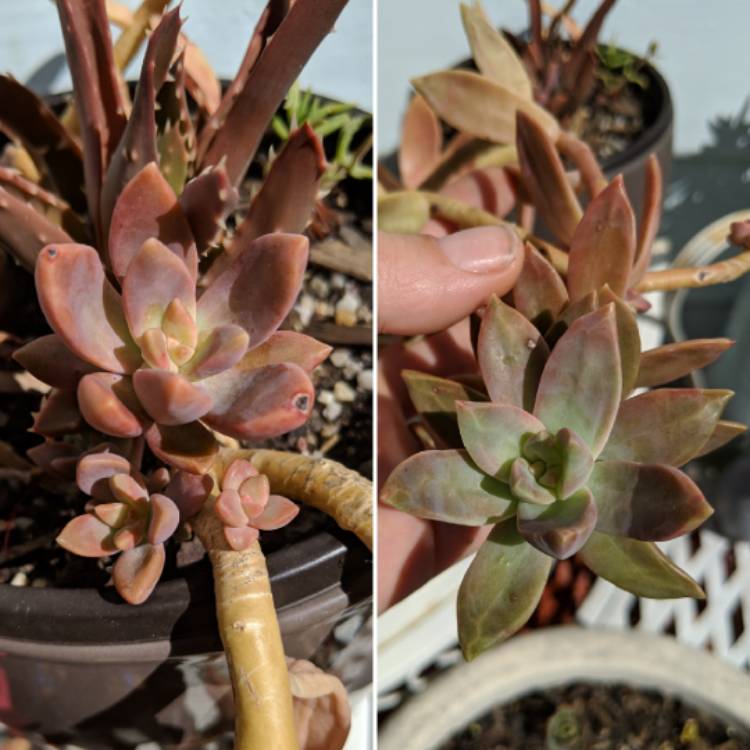 Plant image Sedum 'Pat's Pink' syn. Sedeveria 'Pat's Pink', Sedum 'Pam's Pink'