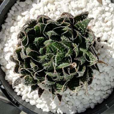Aristaloe Aristata (formerly Aloe Aristata)