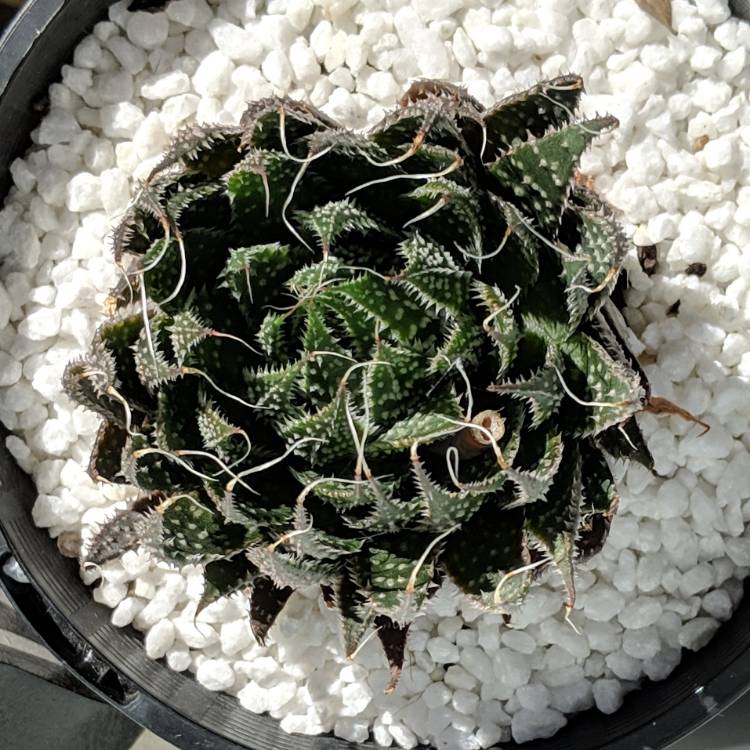 plant image 948663