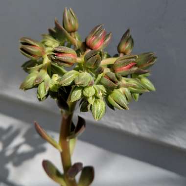 Echeveria Black Prince