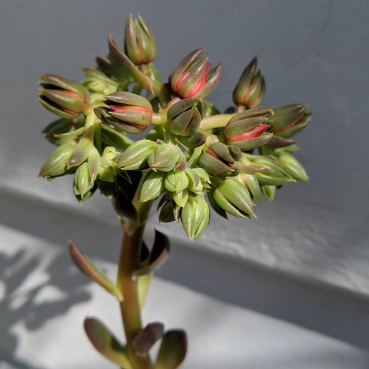 plant image 967243 plant image 967243