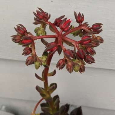 Echeveria Black Prince
