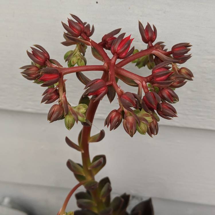 plant image 974042 plant image 974042