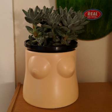 Pachyphytum compactum