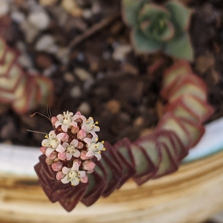plant image 999207