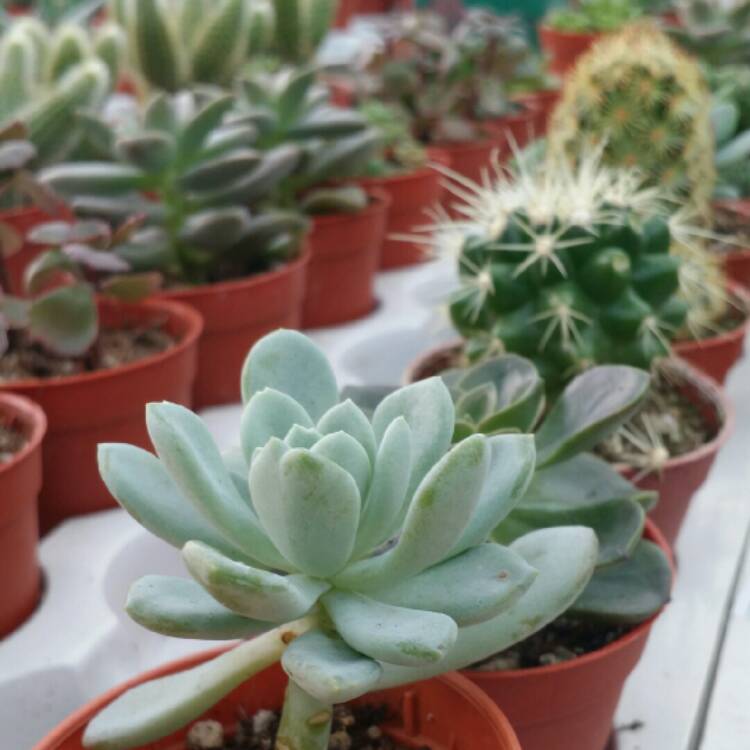 Plant image x Pachyveria Claire