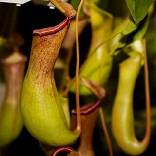 Pitcher plant