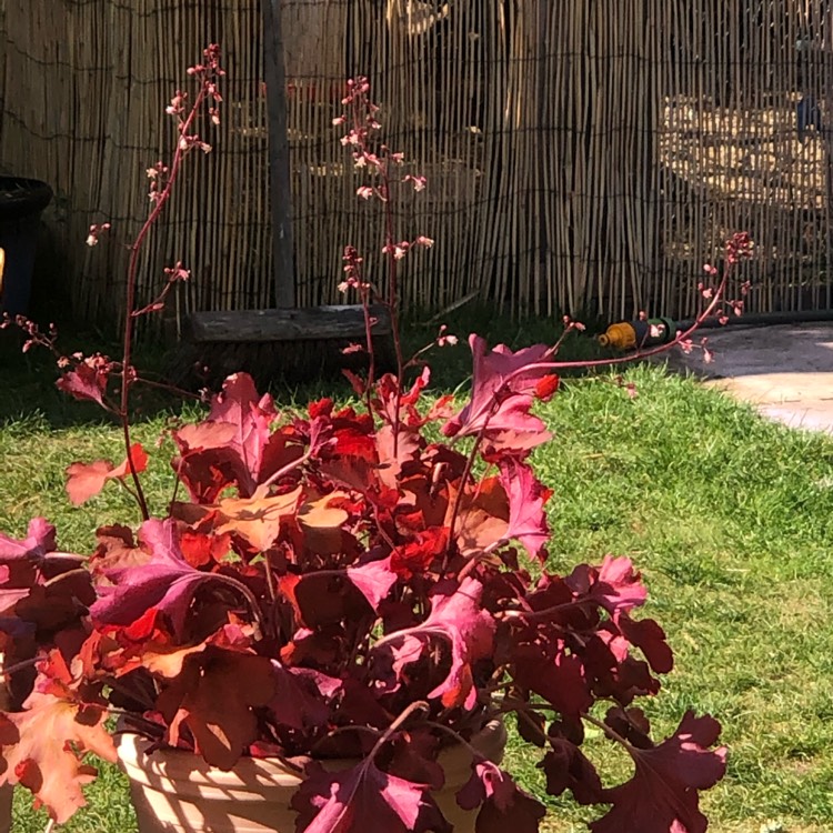 plant image 1305139