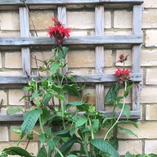 plant image 463050